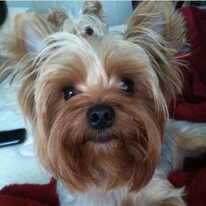 Meet your Posher, Janet